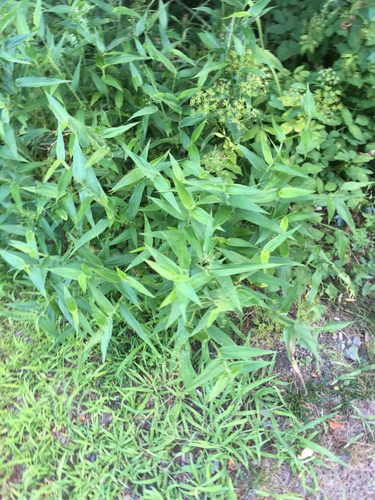 Kyynelhirssi (Panicum clandestinum / Dichanthelium clandestinum)- Photo by naturalist charlie via iNaturalist, CC BY 4.0