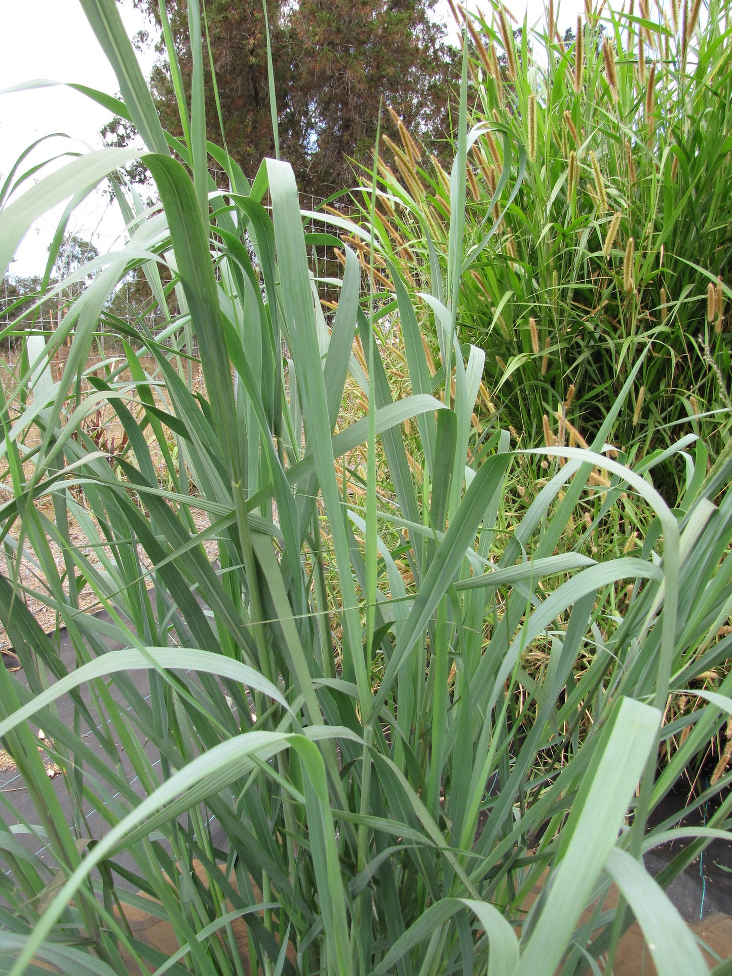 Lännenhirssi 'Blue Form' (Panicum virgatum 'Blue Form') - Photo by starr-environmental via flickr, CC BY-SA 2.0