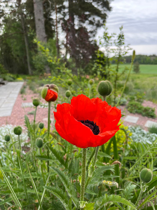Idänunikko (Papaver orientale) - Photo by Verso Verde, All Rights Reserved