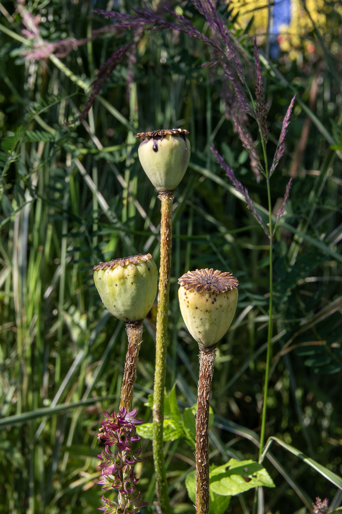 Idänunikko (Papaver orientale) - Photo by Verso Verde, All Rights Reserved