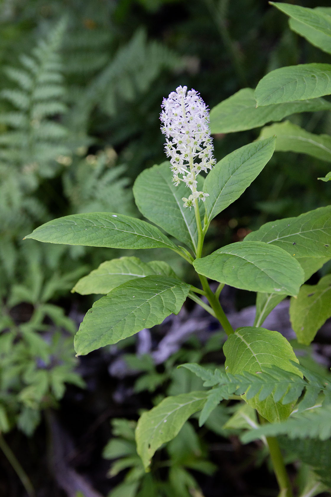 Idänkermesmarja (Phytolacca acinosa) - Photo by Verso Verde, All Rights Reserved