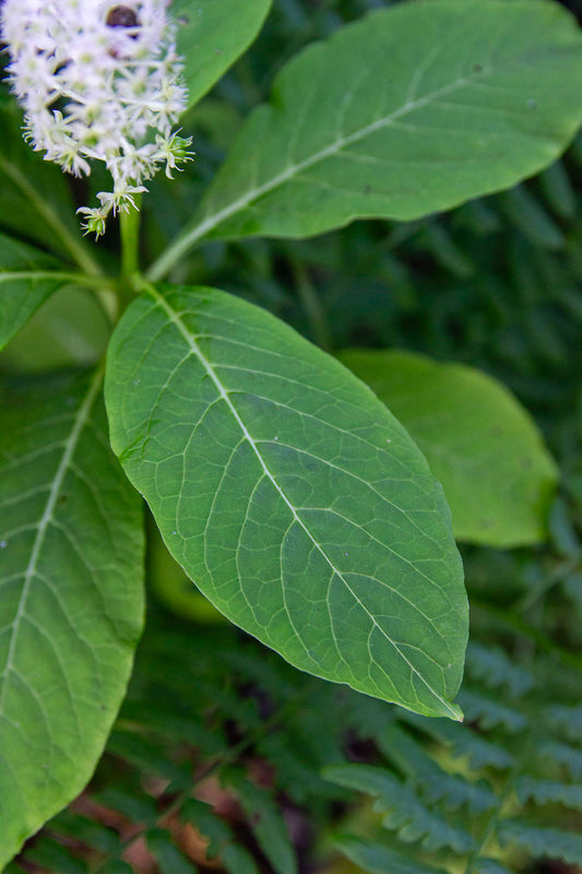 Idänkermesmarja (Phytolacca acinosa) - Photo by Verso Verde, All Rights Reserved