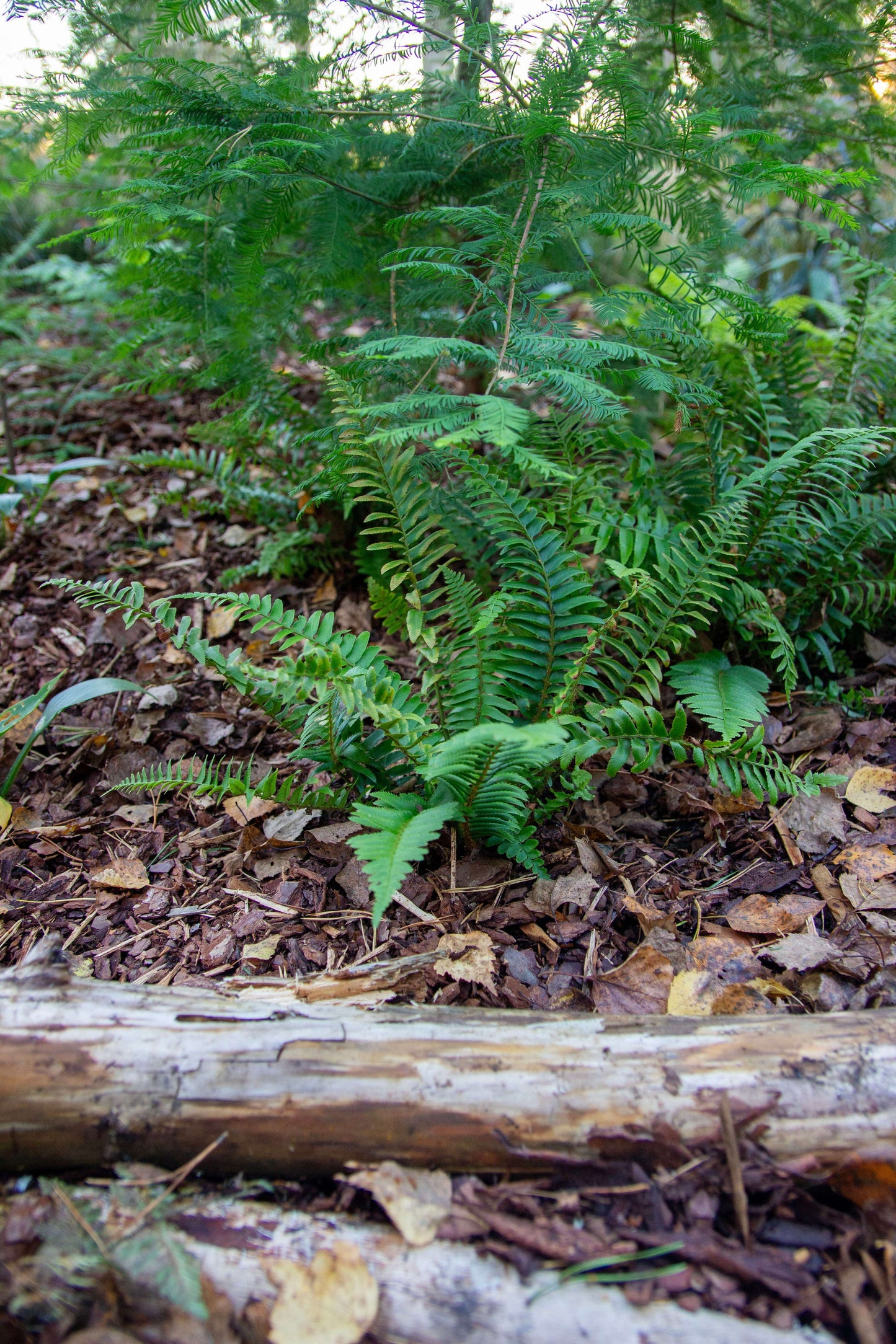 Polystichum Munitum - Photo by Verso Verde, All Rights Reserved"