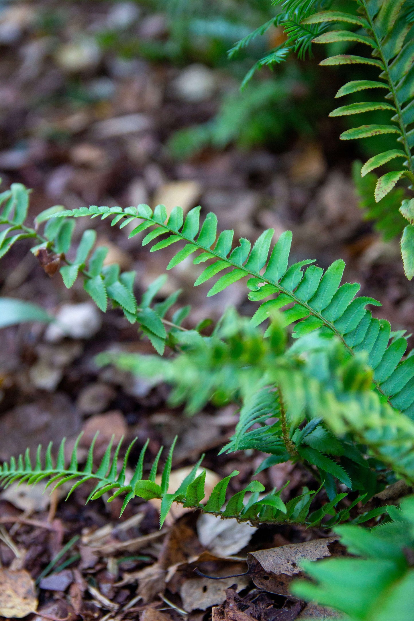 Polystichum Munitum - Photo by Verso Verde, All Rights Reserved