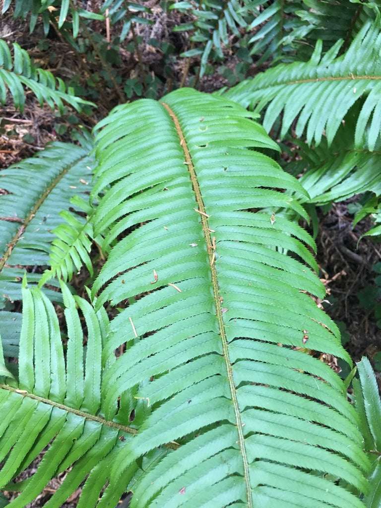 Polystichum Munitum - Photo by Emily Burns, CC BY 4.0