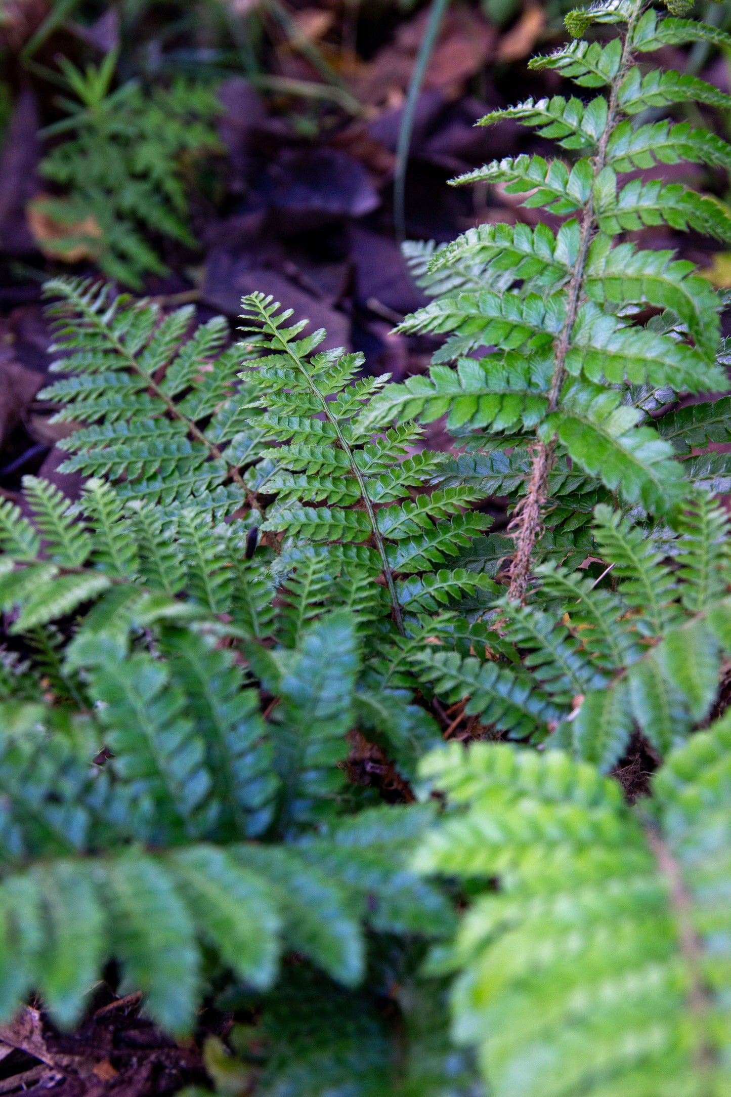 Polystichum Polyblepharum - Photo by Verso Verde, All Rights Reserved