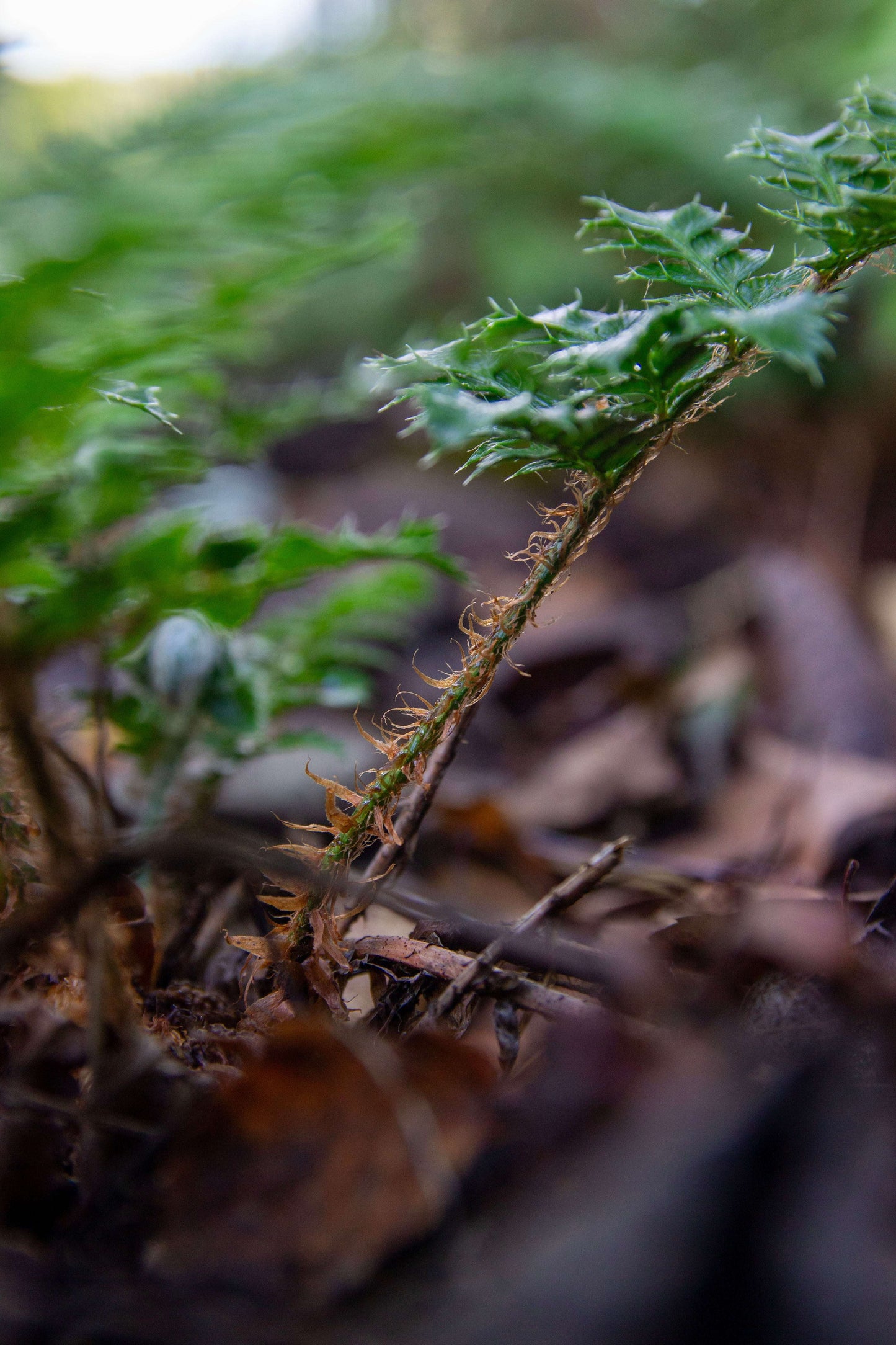 Polystichum Polyblepharum - Photo by Verso Verde, All Rights Reserved