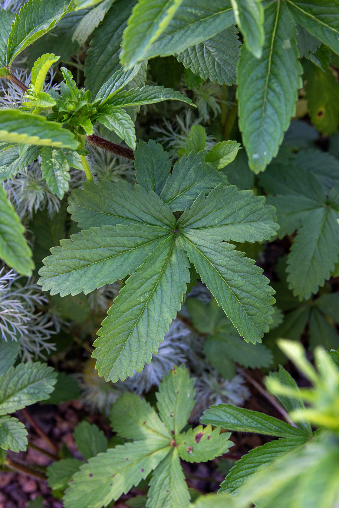 Nepalinhanhikki (Potentilla nepalensis) - Photo by Verso Verde, All Rights Reserved