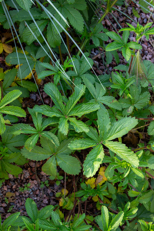 Nepalinhanhikki (Potentilla nepalensis) - Photo by Verso Verde, All Rights Reserved