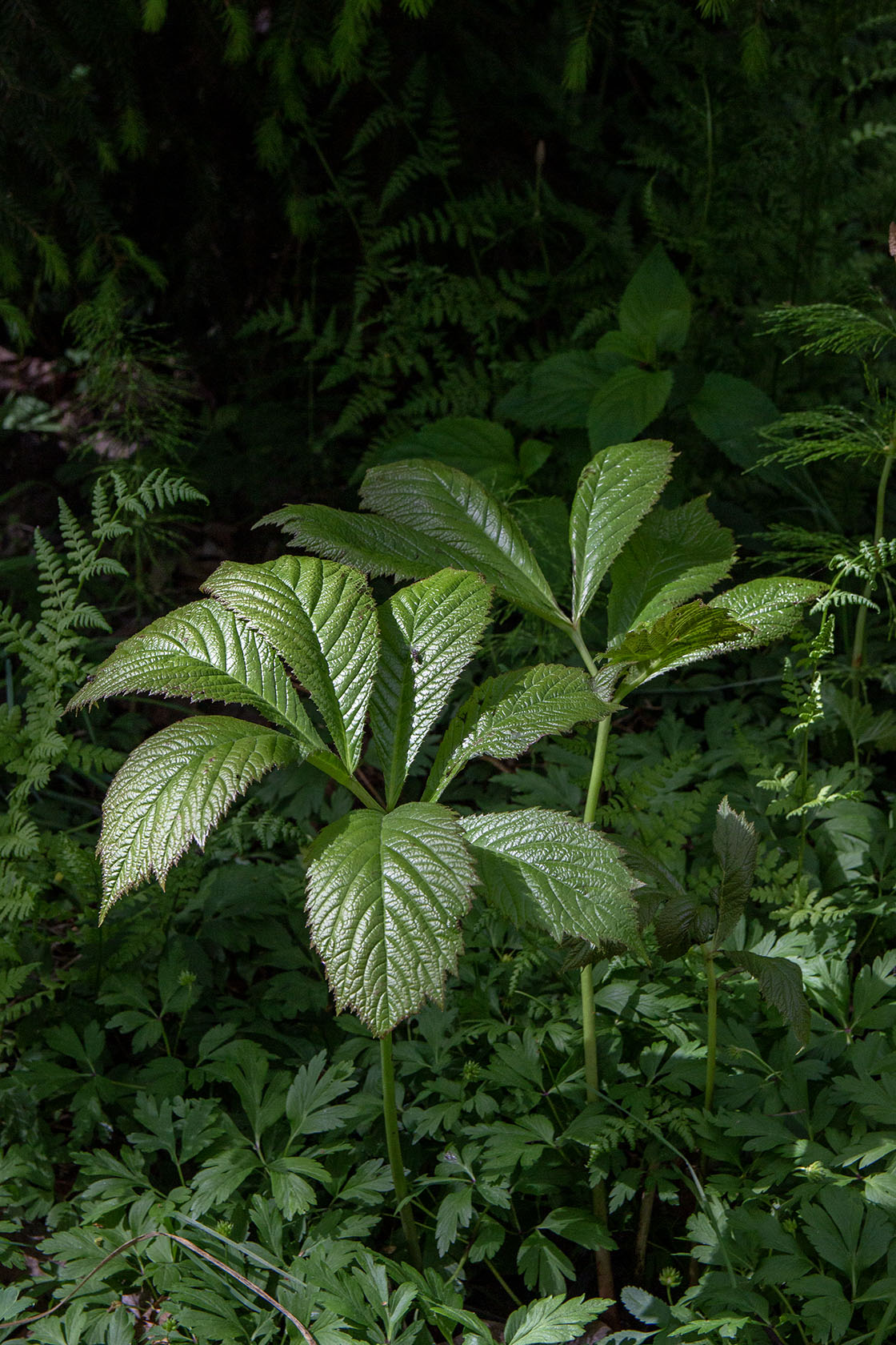 Rodgersia spitzentanzerin- Photo by Verso Verde, All Rights Reserved