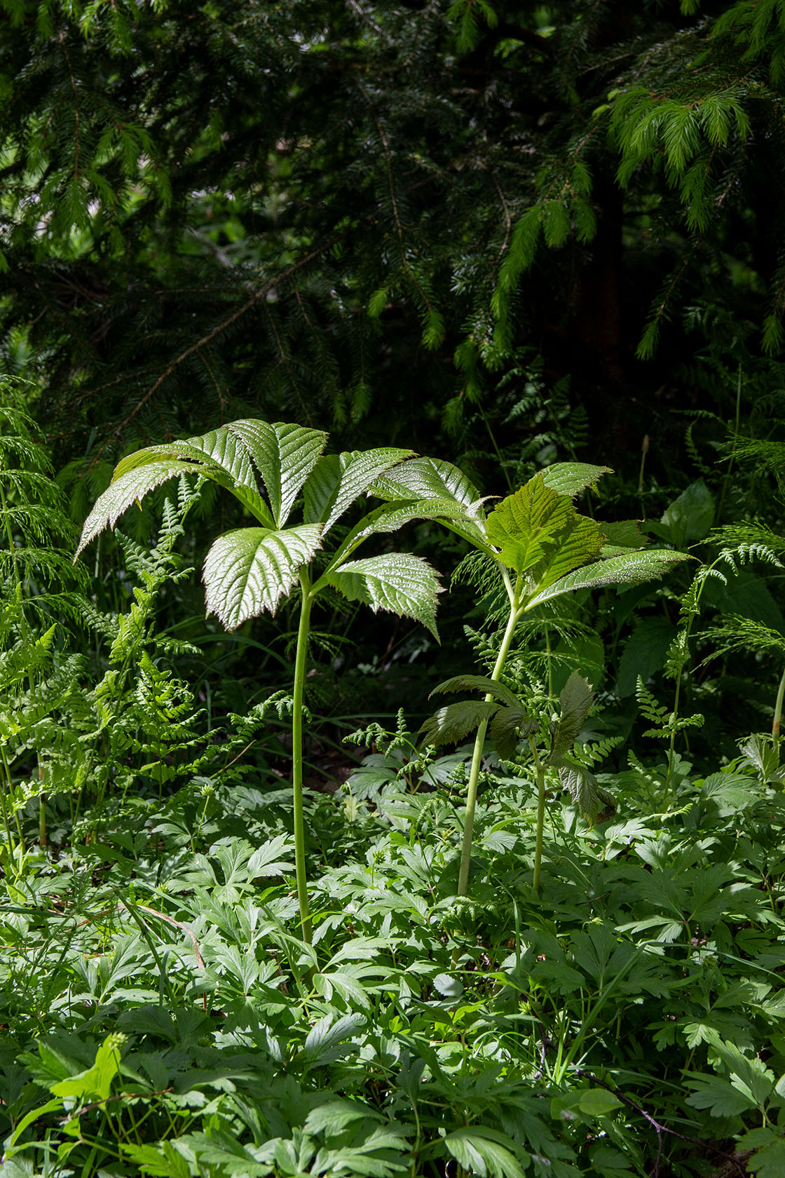 Rodgersia spitzentanzerin- Photo by Verso Verde, All Rights Reserved