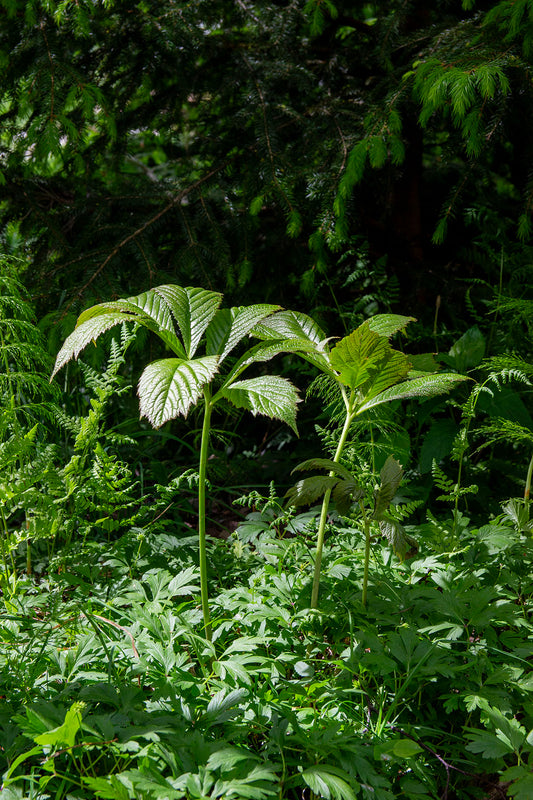 Rodgersia spitzentanzerin- Photo by Verso Verde, All Rights Reserved