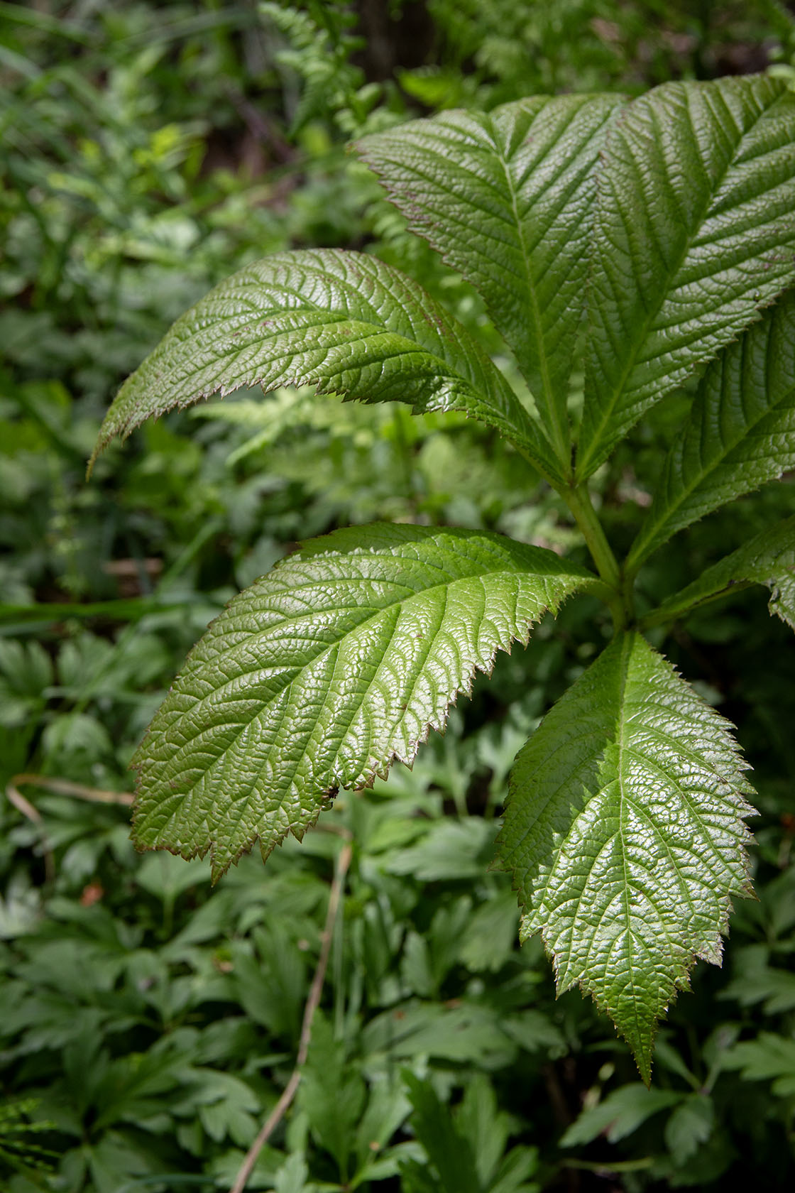 Rodgersia spitzentanzerin- Photo by Verso Verde, All Rights Reserved