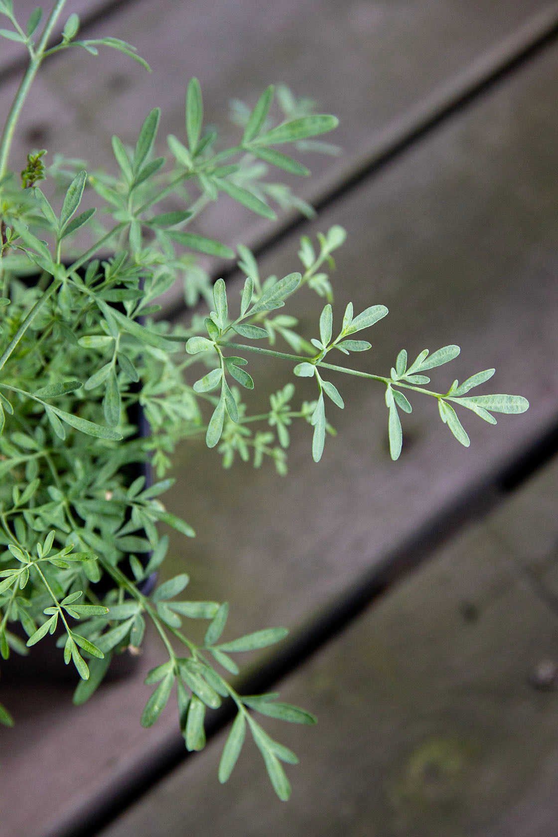 Ruta angustifolia - Photo by Verso Verde, All Rights Reserved
