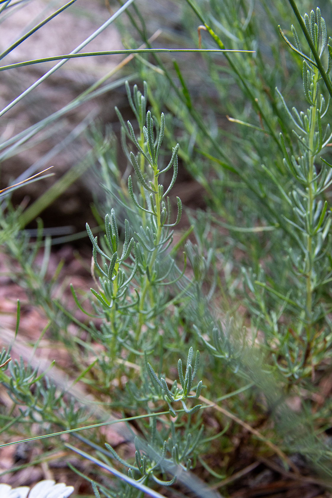 Viherhopeayrtti (Santolina rosmarinifolia) - Photo by Verso Verde, All Rights Reserved