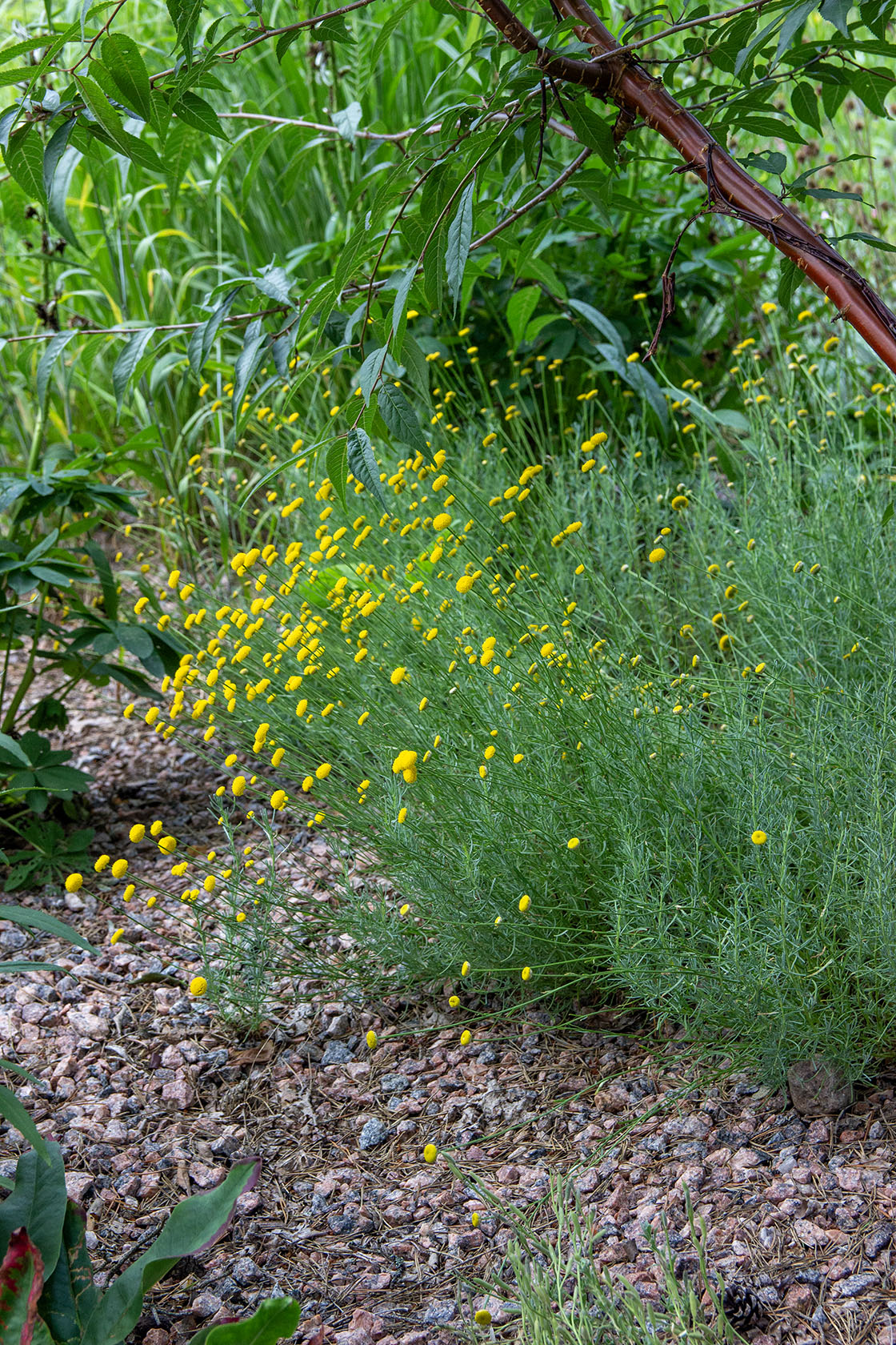 Viherhopeayrtti (Santolina rosmarinifolia) - Photo by Verso Verde, All Rights Reserved