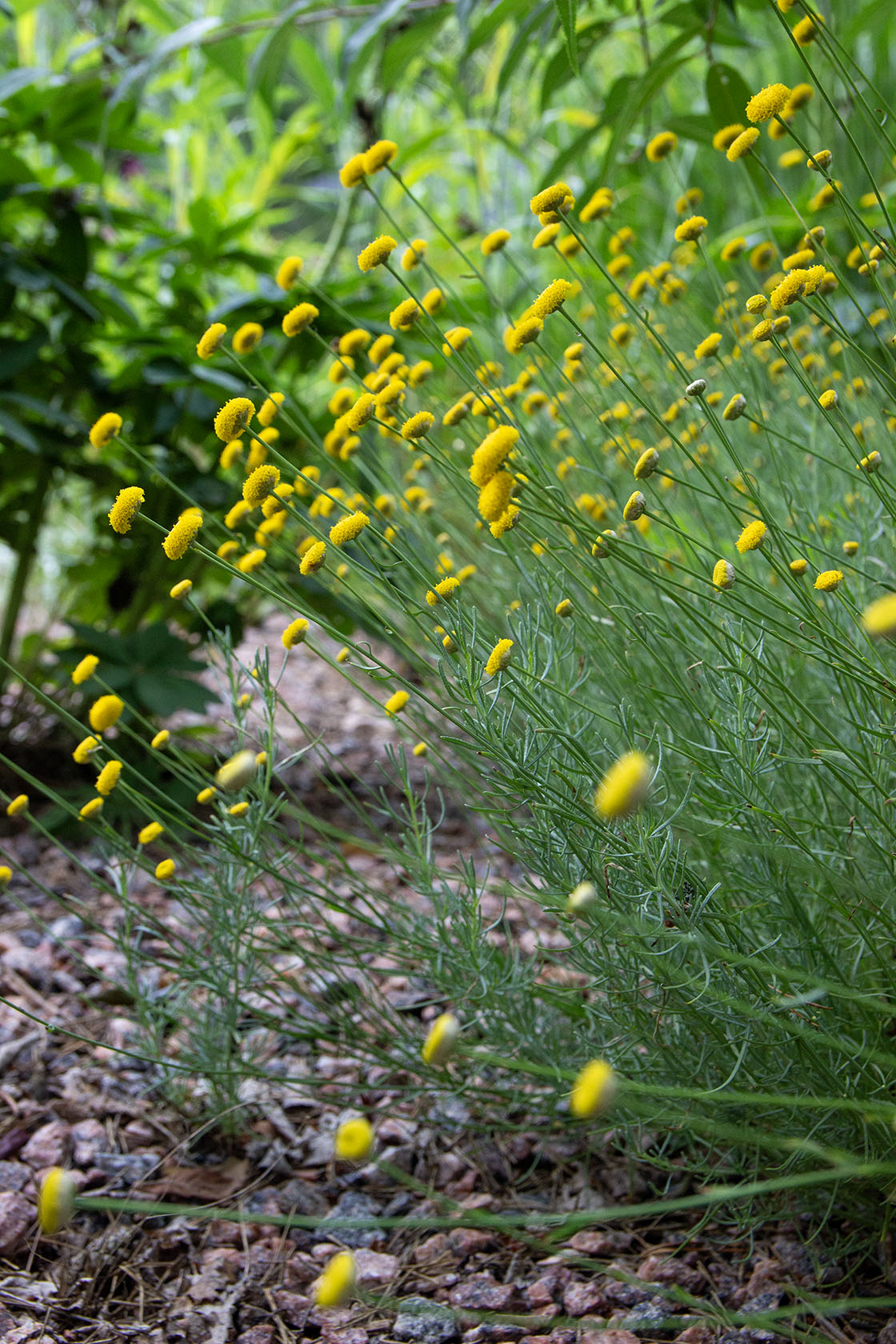 Viherhopeayrtti (Santolina rosmarinifolia) - Photo by Verso Verde, All Rights Reserved
