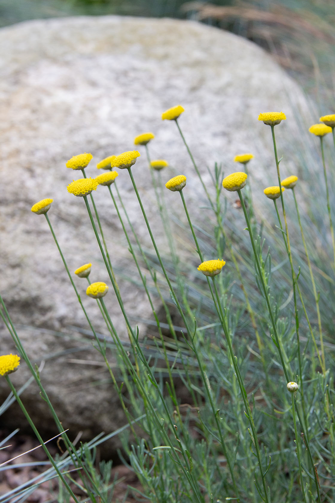 Viherhopeayrtti (Santolina rosmarinifolia) - Photo by Verso Verde, All Rights Reserved