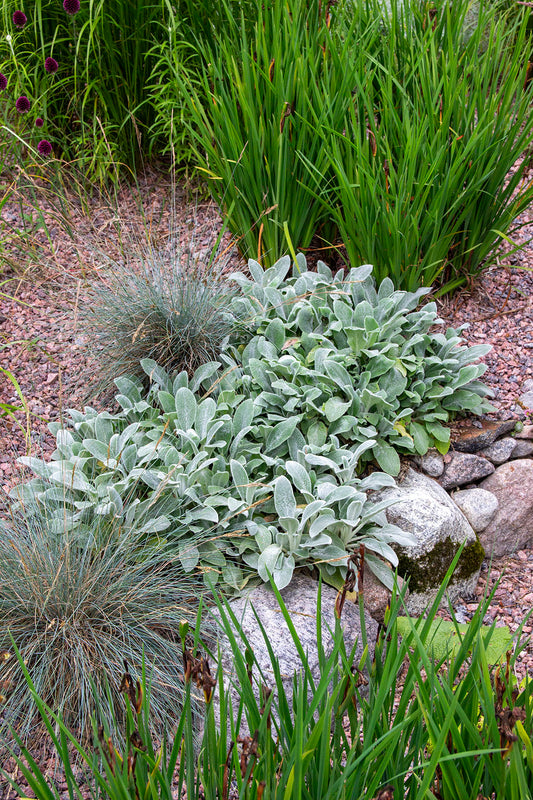 Nukkapähkämö Silver Carpet' (Stachys byzantina Silver Carpet') - Photo by Verso Verde, All Rights Reserved