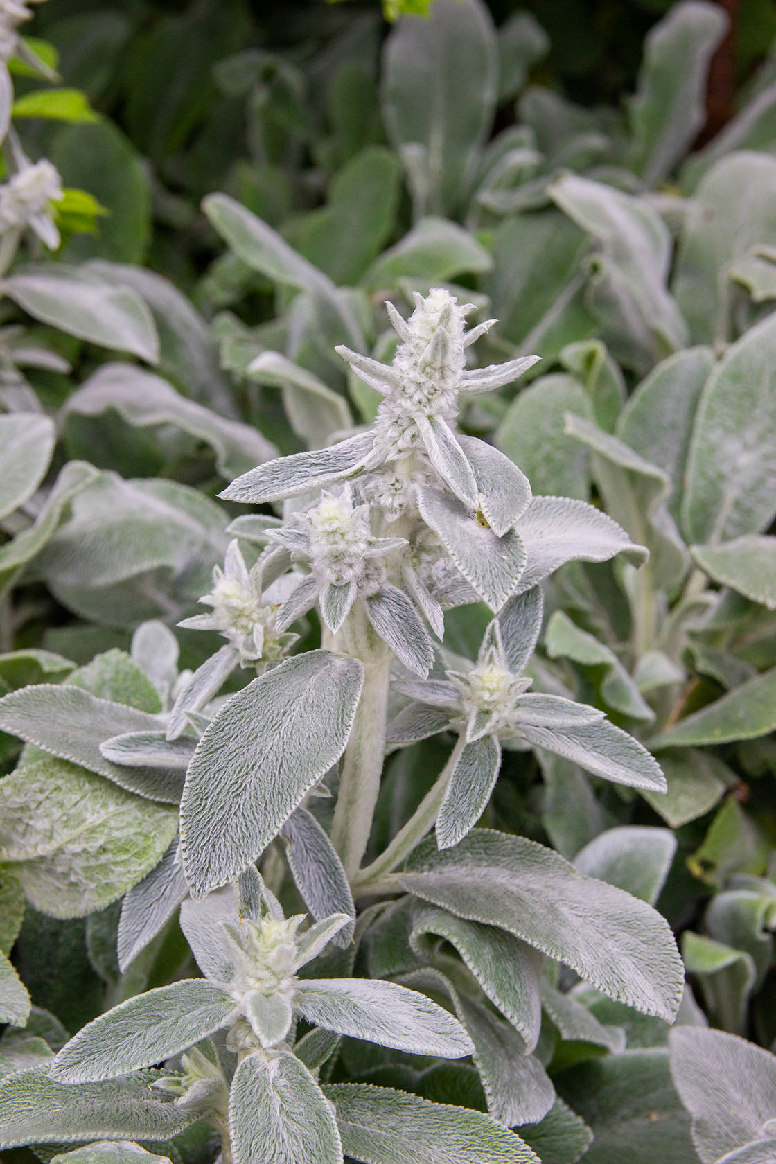Nukkapähkämö Silver Carpet' (Stachys byzantina Silver Carpet') - Photo by Verso Verde, All Rights Reserved