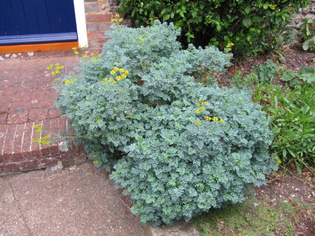 Tuoksuruuta 'Jackman's blue' (Ruta graveolens 'Jackman's blue')- Photo by Leonora (Ellie) Enking via flickr, CC BY-SA 2.0