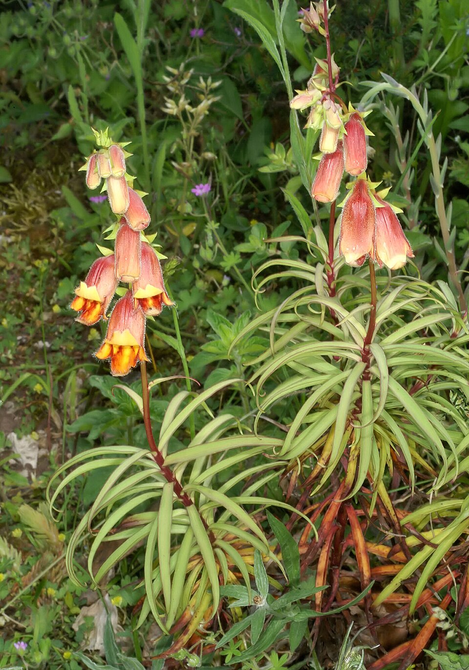  Hämysormustinkukka 'Sunset' (Digitalis obscura 'Sunset') - Photo by Orchi via wikipedia, CC BY-SA 3.0