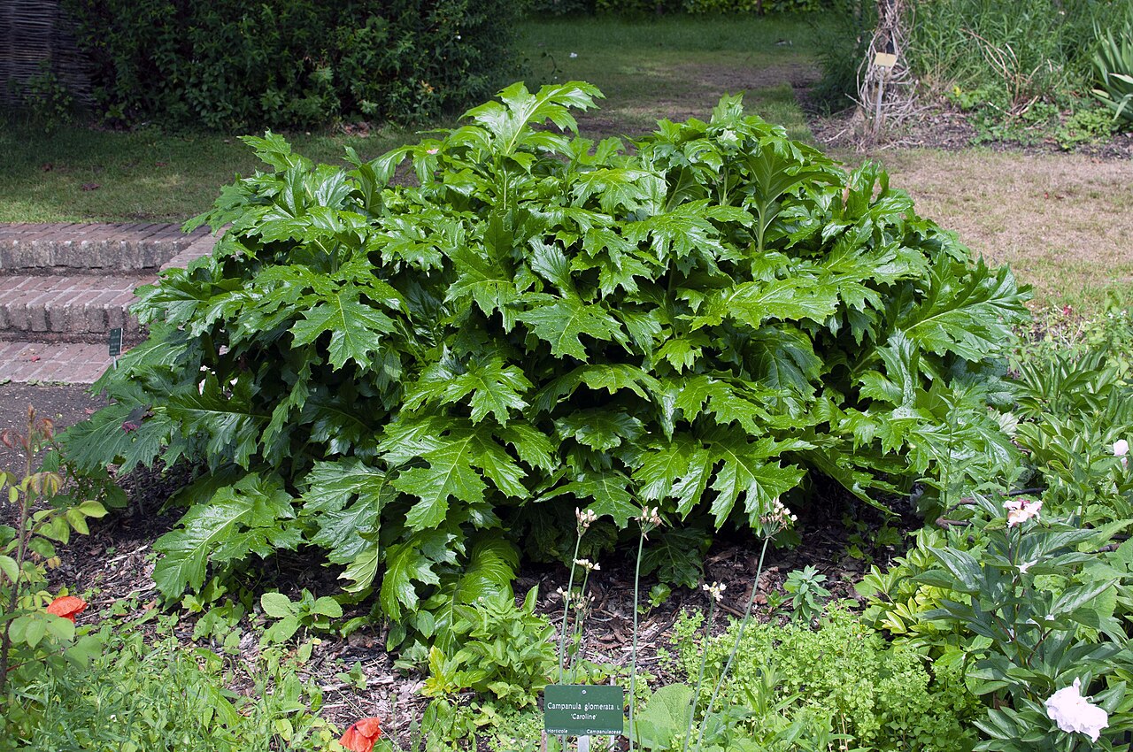 Esparsetti (Onobrychis viciifolia)- Photo by Citron via Wikipedia, CC BY-SA 3.0 