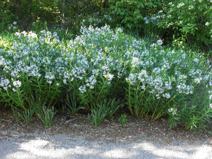 Amsonio Ciliata - Photo by  Tetzemann, CC BY 2.0