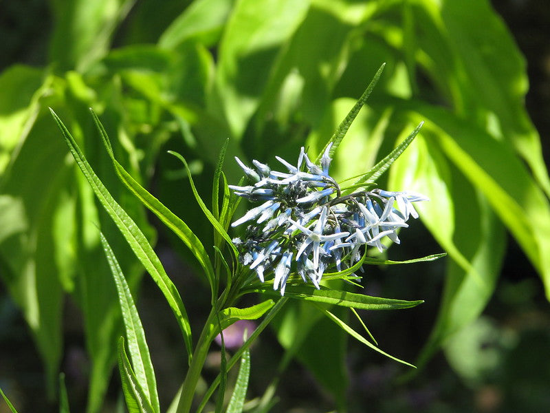 Sinituikki (Amsonia hubrichtii) - Photo by peganum via flickr, CC BY-SA 2.0