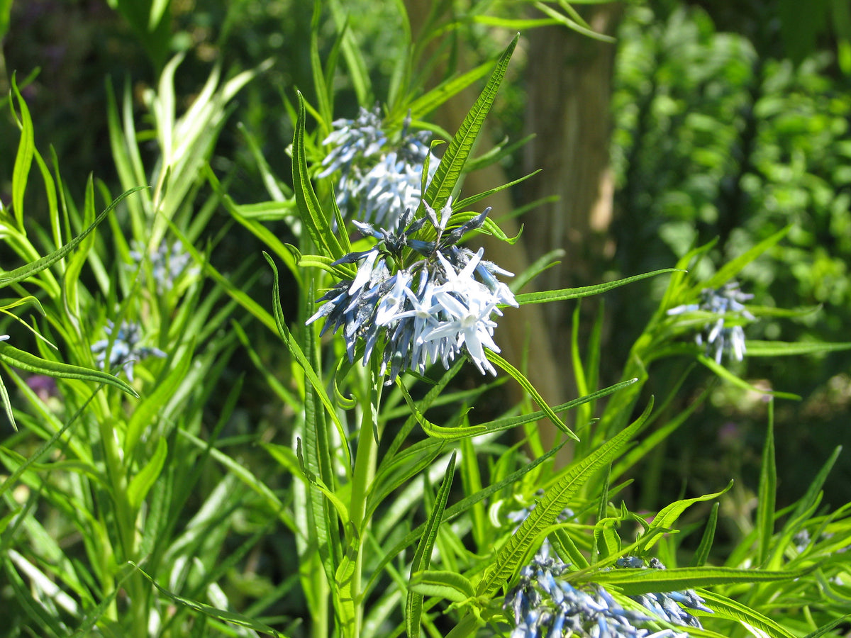 Sinituikki (Amsonia hubrichtii) - Photo by peganum via flickr, CC BY-SA 2.0