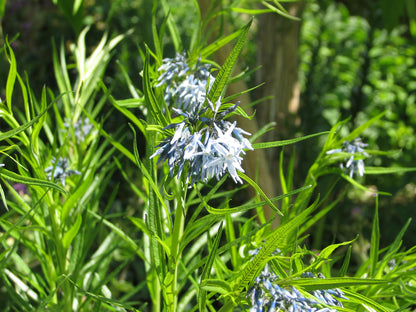 Sinituikki (Amsonia hubrichtii) - Photo by peganum via flickr, CC BY-SA 2.0