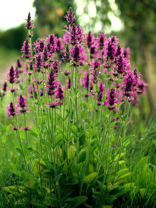 Rohtopähkämö (Betonica officinalis) - Photo by Orjen via wikipedia, CC BY-SA 4.0
