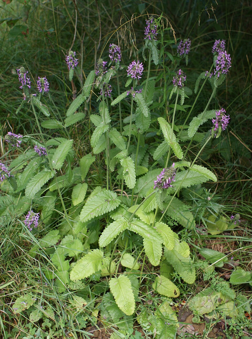 Rohtopähkämö (Betonica officinalis) - Photo by Krzysztof Ziarnek Kenraiz via wikipedia, CC BY-SA 4.0