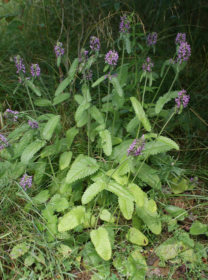 Rohtopähkämö (Betonica officinalis) - Photo by Krzysztof Ziarnek Kenraiz via wikipedia, CC BY-SA 4.0