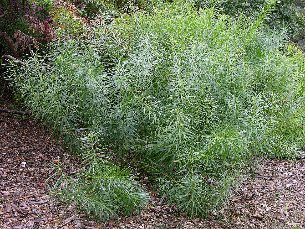 Sinituikki (Amsonia hubrichtii) - Photo by Derek Ramsey (Ram-Man) via wikipedia, CC BY-SA 2.5