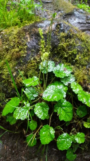 Mitella breweri - Photo by Michael A. Alcorn via easyscape, CC BY-SA 4.0