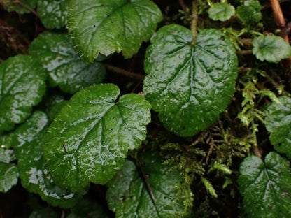 Mitella breweri - Photo by Noah How via easyscape, CC BY-SA 4.0