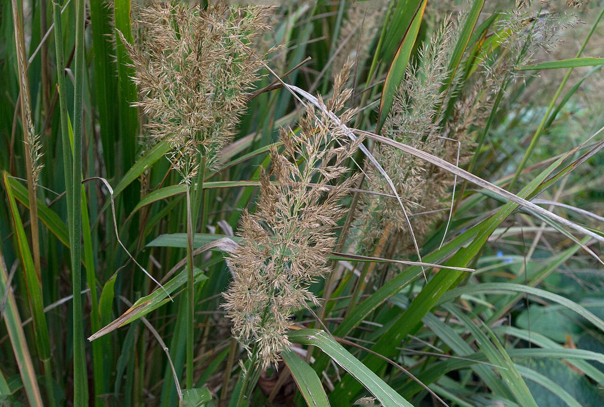 Timanttikastikka (Calamagrostis brachytricha) - Photo by Dinkum via wikipedia, CC BY-SA 3.0