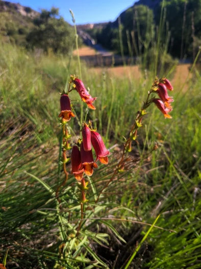 Hämysormustinkukka 'Sunset' (Digitalis obscura 'Sunset') - Photo by Denys Vynokurov via easyscape, CC BY-SA 4.0