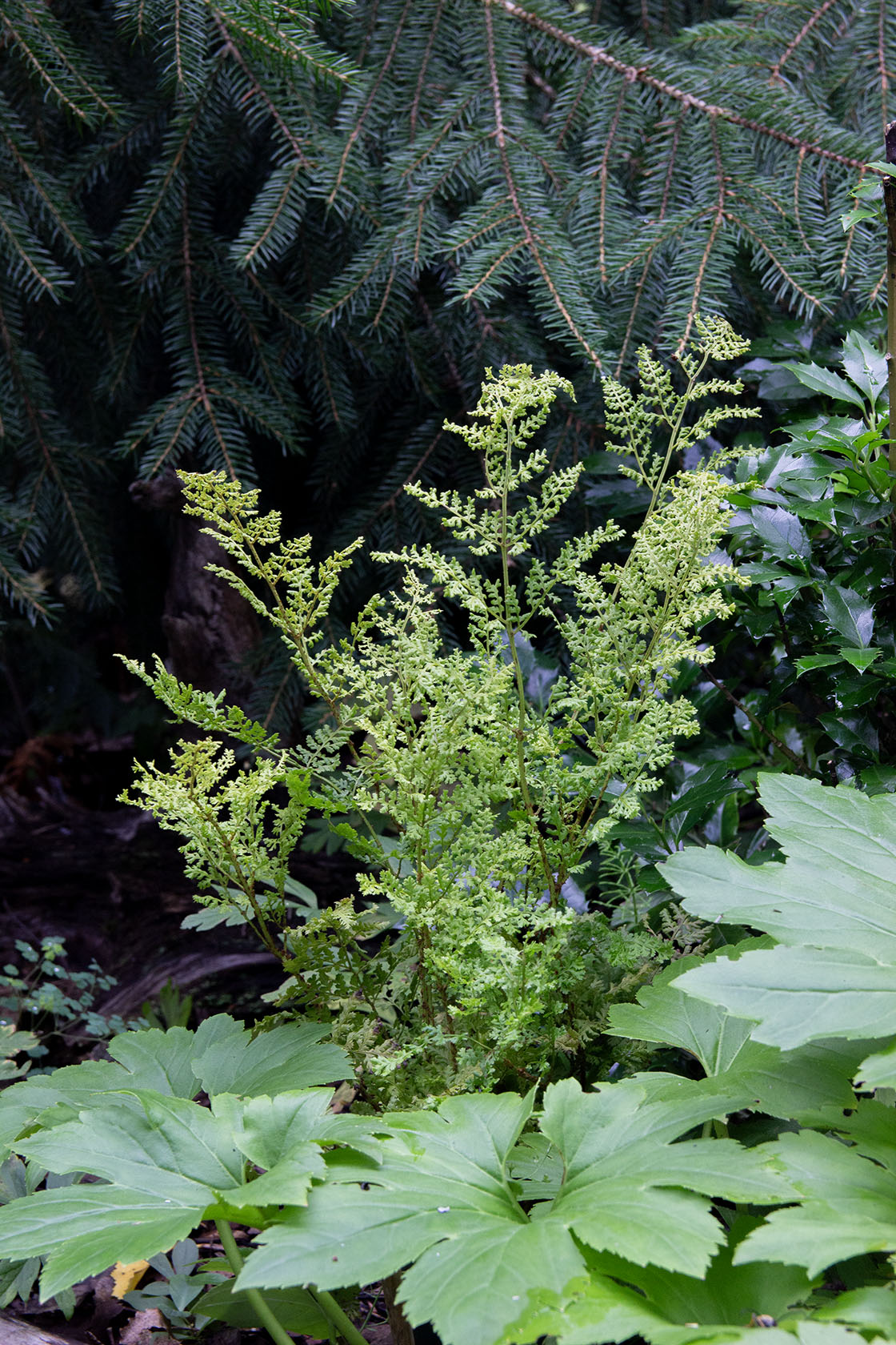 Etelänalvejuuri 'Lepidota Cristata' (Dryopteris dilatata 'Lepidota Cristata') - Photo by Verso Verde, All Rights Reserved