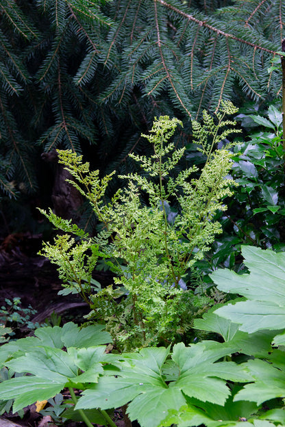 Etelänalvejuuri 'Lepidota Cristata' (Dryopteris dilatata 'Lepidota Cristata') - Photo by Verso Verde, All Rights Reserved