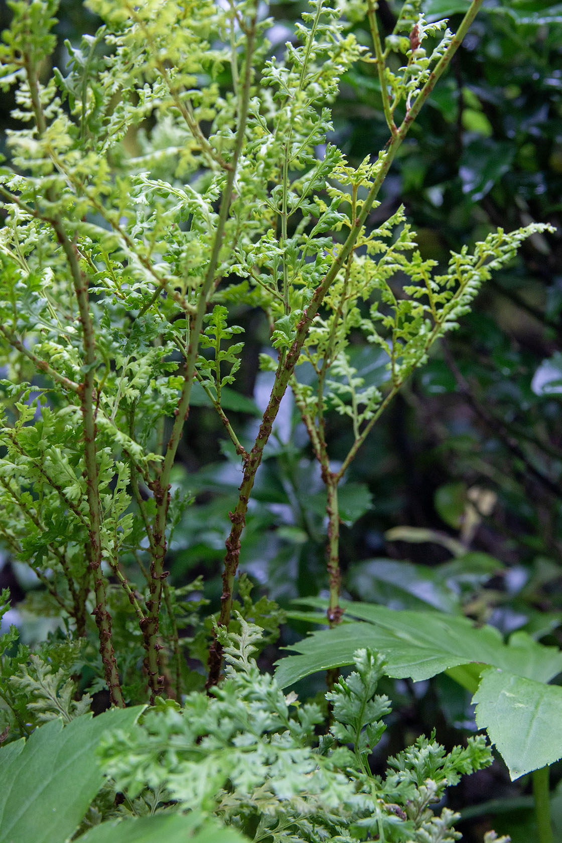 Etelänalvejuuri 'Lepidota Cristata' (Dryopteris dilatata 'Lepidota Cristata') - Photo by Verso Verde, All Rights Reserved