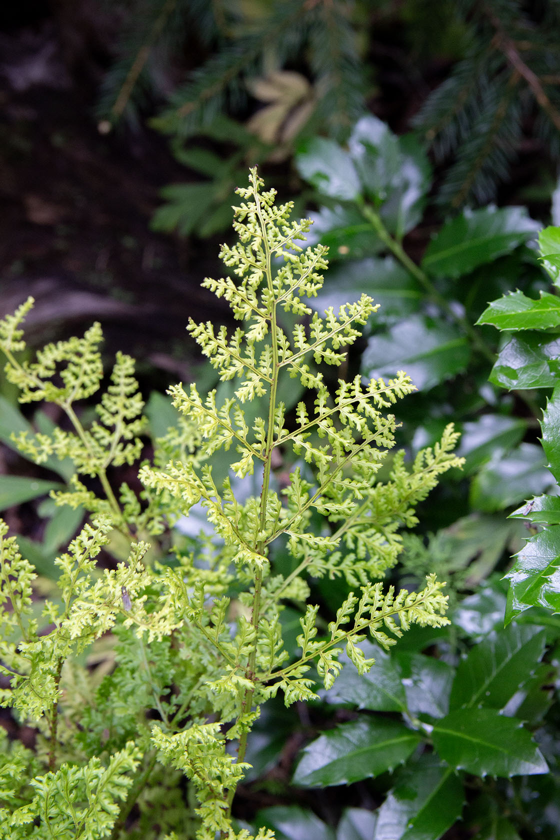 Etelänalvejuuri 'Lepidota Cristata' (Dryopteris dilatata 'Lepidota Cristata') - Photo by Verso Verde, All Rights Reserved