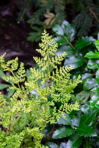 Etelänalvejuuri 'Lepidota Cristata' (Dryopteris dilatata 'Lepidota Cristata') - Photo by Verso Verde, All Rights Reserved