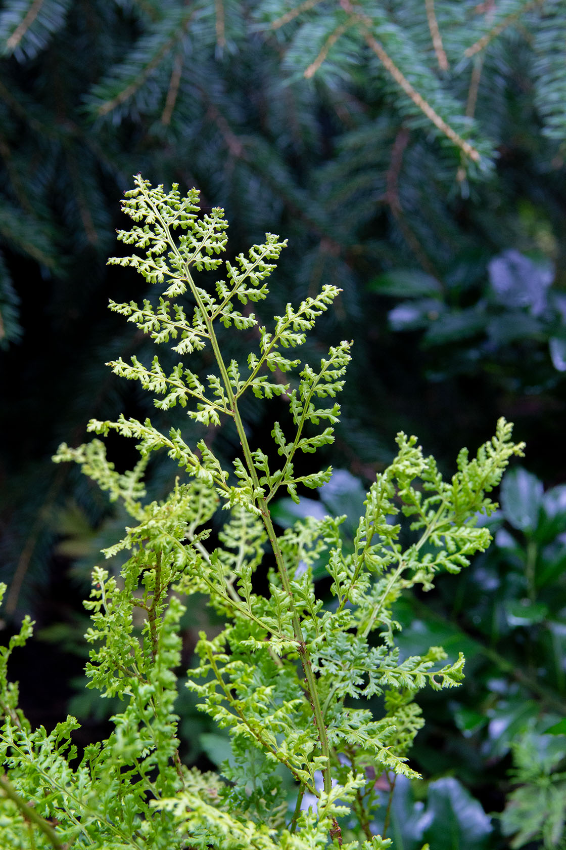 Etelänalvejuuri 'Lepidota Cristata' (Dryopteris dilatata 'Lepidota Cristata') - Photo by Verso Verde, All Rights Reserved