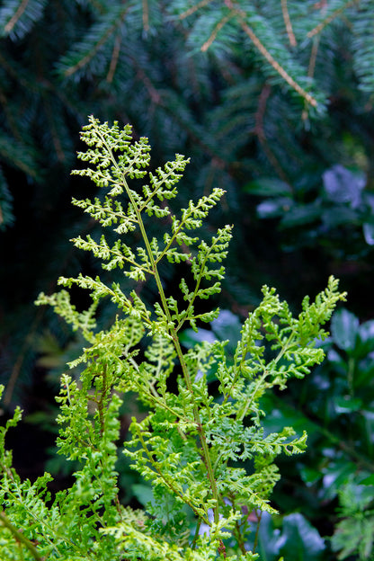 Etelänalvejuuri 'Lepidota Cristata' (Dryopteris dilatata 'Lepidota Cristata') - Photo by Verso Verde, All Rights Reserved