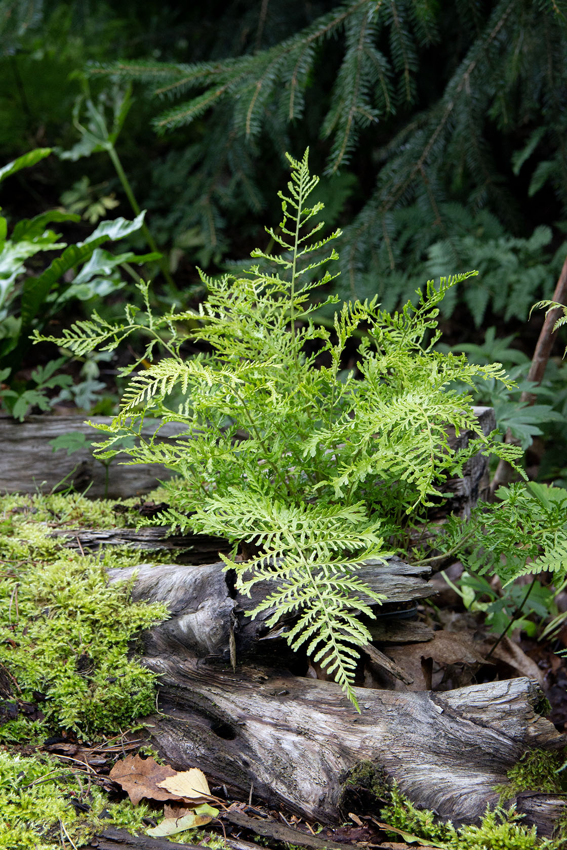 Kivikkoalvejuuri 'Linearis Polydactyla' (Dryopteris filix-mas 'Lin. Polydactyla') - Photo by Verso Verde, All Rights Reserved