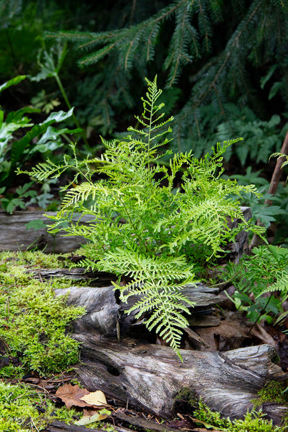 Kivikkoalvejuuri 'Linearis Polydactyla' (Dryopteris filix-mas 'Lin. Polydactyla') - Photo by Verso Verde, All Rights Reserved