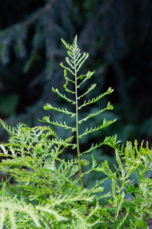Kivikkoalvejuuri 'Linearis Polydactyla' (Dryopteris filix-mas 'Lin. Polydactyla') - Photo by Verso Verde, All Rights Reserved