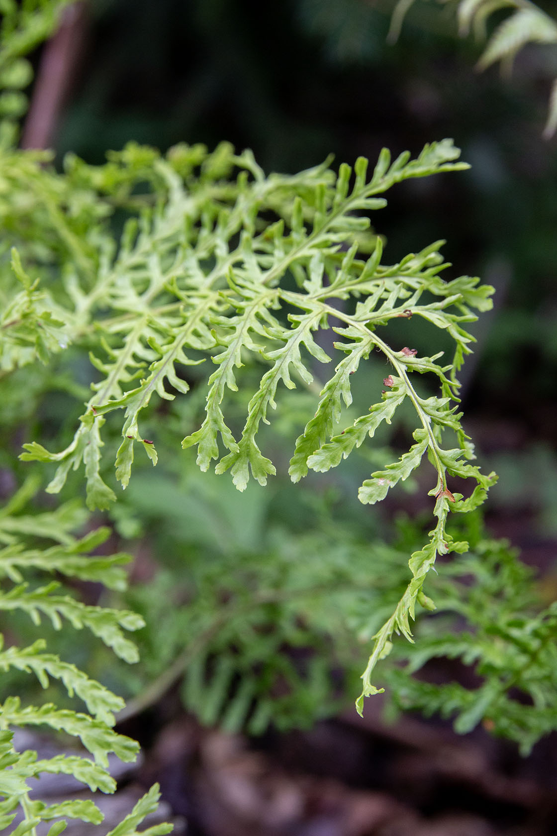 Kivikkoalvejuuri 'Linearis Polydactyla' (Dryopteris filix-mas 'Lin. Polydactyla') - Photo by Verso Verde, All Rights Reserved